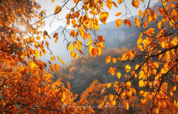 天津最美紅葉地圖來了！錯過等一年！