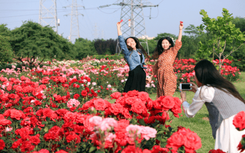 花草看個(gè)夠，四季美如畫！濱海新區(qū)這座后花園你打卡了嗎