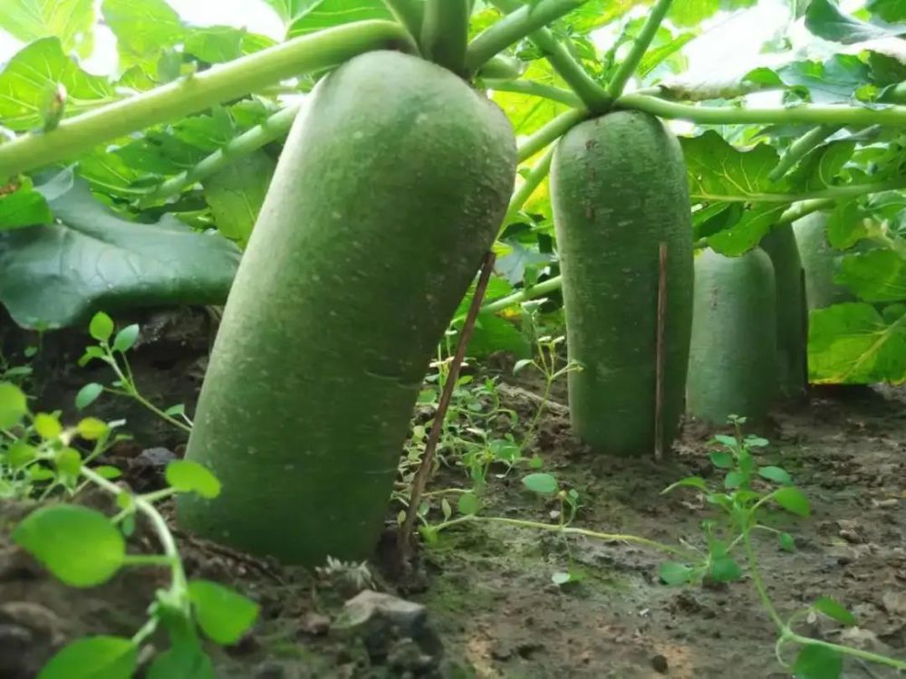 在天津，吃過這些秋冬季限定美食，人生才算是完整的！