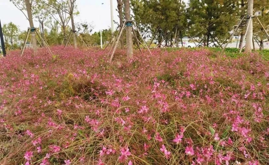 秋意濃！這些“網(wǎng)紅地”，你都去了嗎？