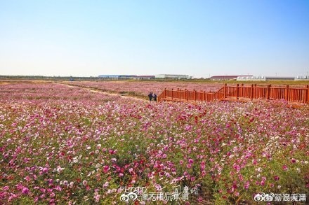 電影《我和我的家鄉(xiāng)》里的稻田畫，咱天津也有