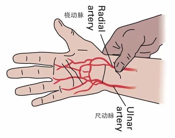 為什么有些人的血管更易堵？握拳后5秒自測“血管抵抗力”