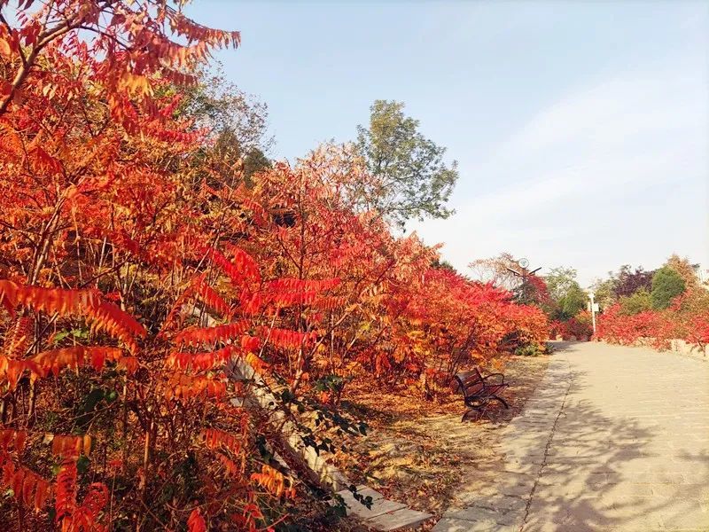 天津交警提醒：到南翠屏公園看紅葉 在這里停車