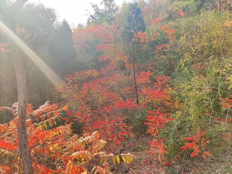 天津交警提醒：到南翠屏公園看紅葉 在這里停車