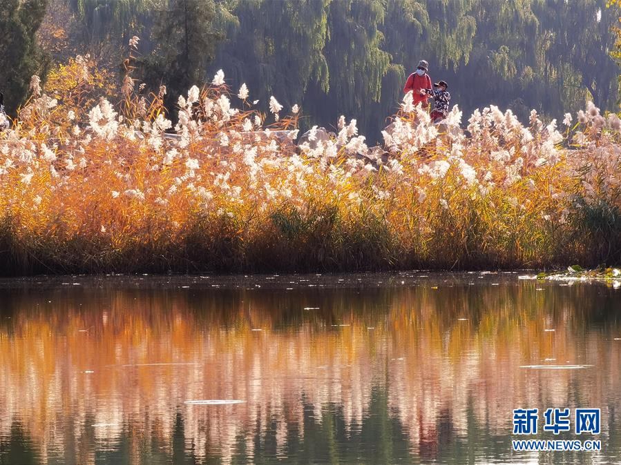 （環(huán)境）（2）圓明園秋景醉游人