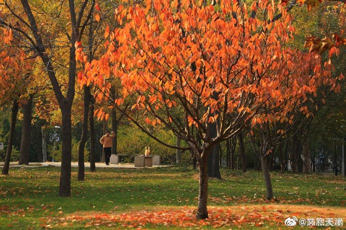 津門新地標！深秋的河東公園真的好美~