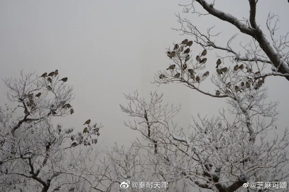 亦雪亦霜？天津下的其實(shí)是……