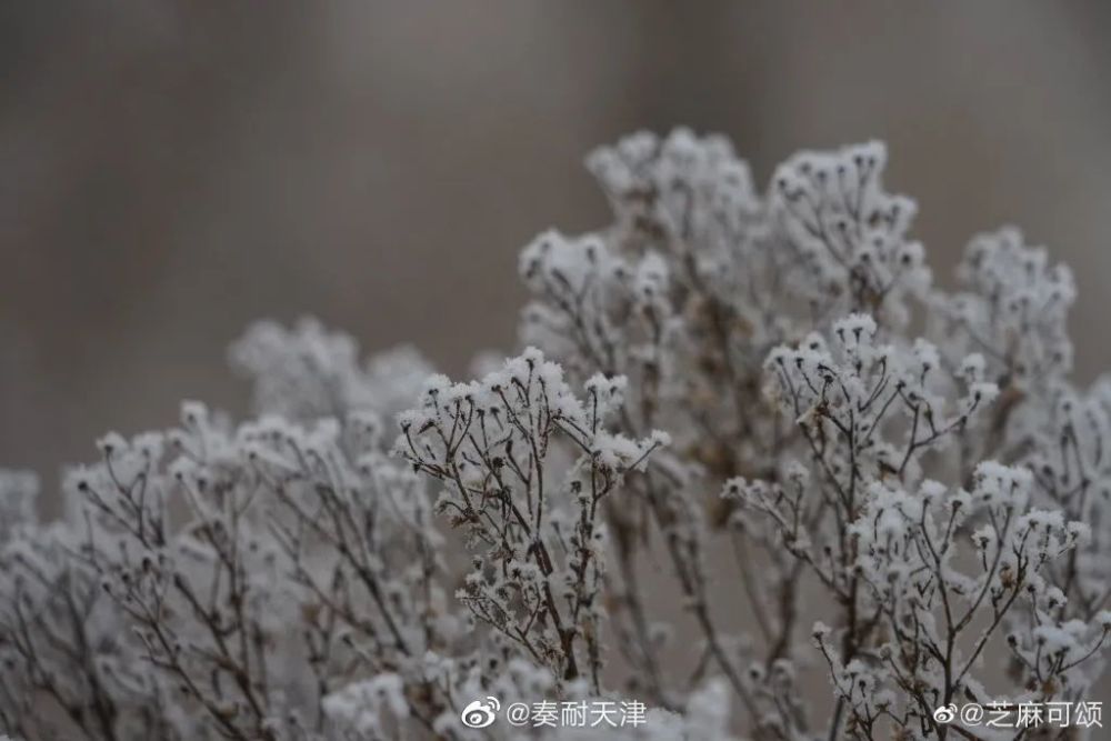 亦雪亦霜？天津下的其實(shí)是……