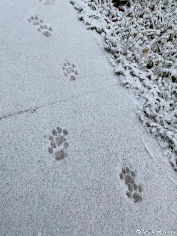 亦雪亦霜？天津下的其實(shí)是……