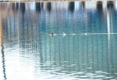 渤龍湖 蘆花蕩漾 水鳥飛舞