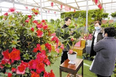 泰達園藝第九屆年宵花展 免費參觀