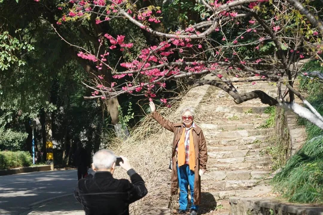 武漢櫻花，開了！