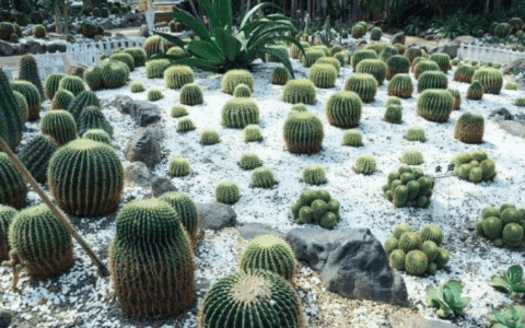 天津濱海新區(qū)打造華北地區(qū)最大的植物園