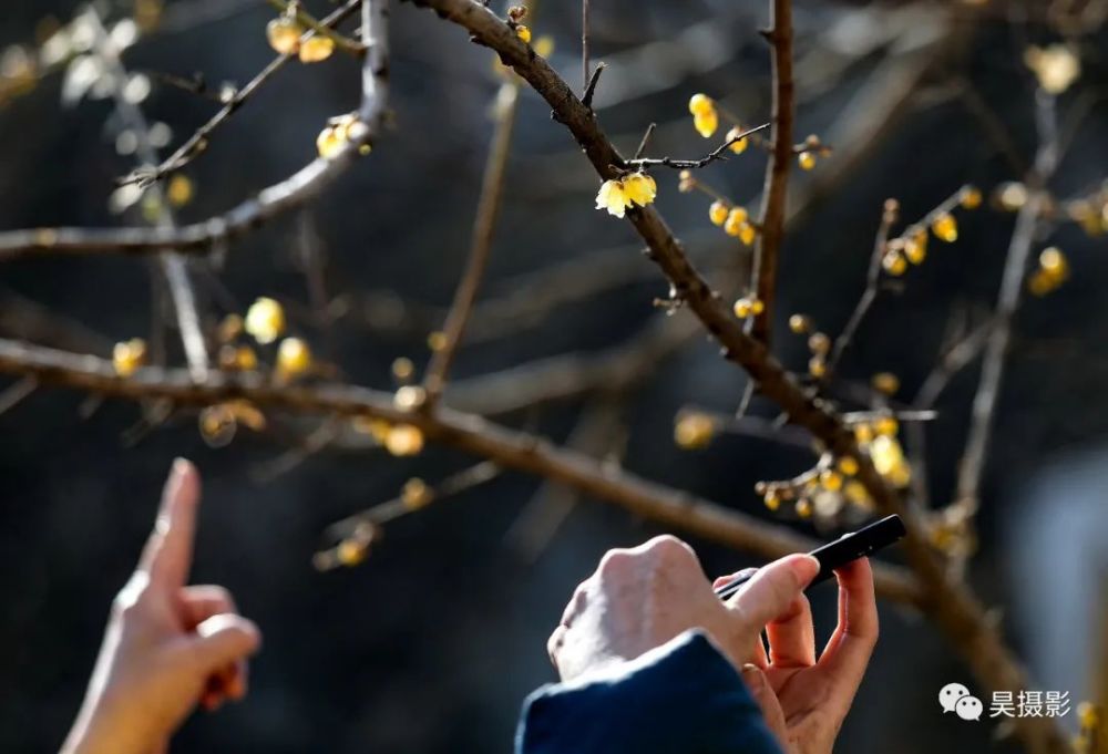 開春啦！津城第一波花開了，賞花的走起!