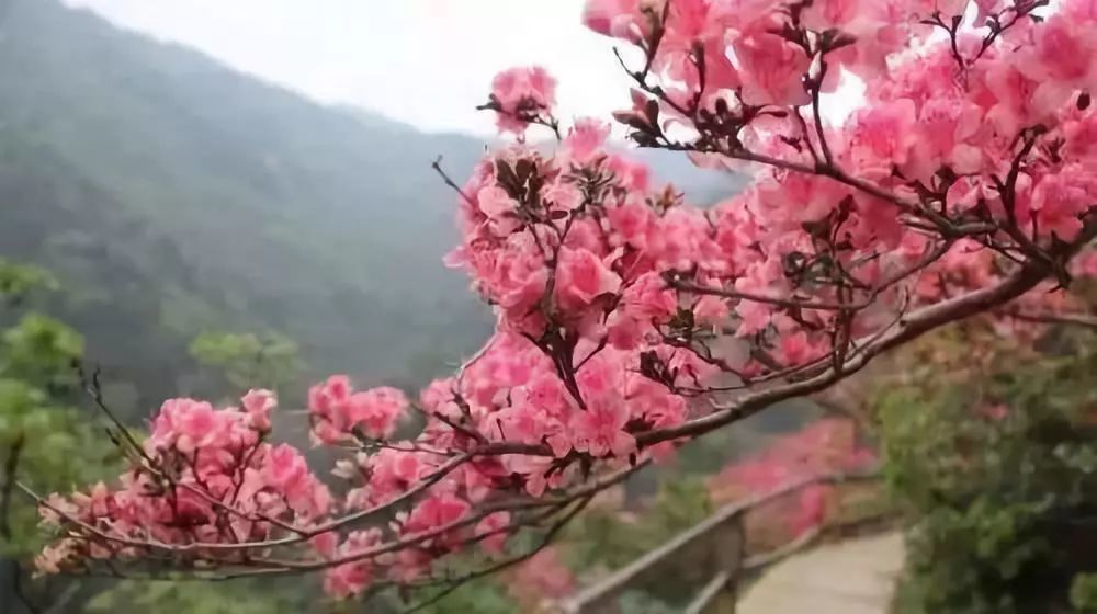 開春啦！津城第一波花開了，賞花的走起!