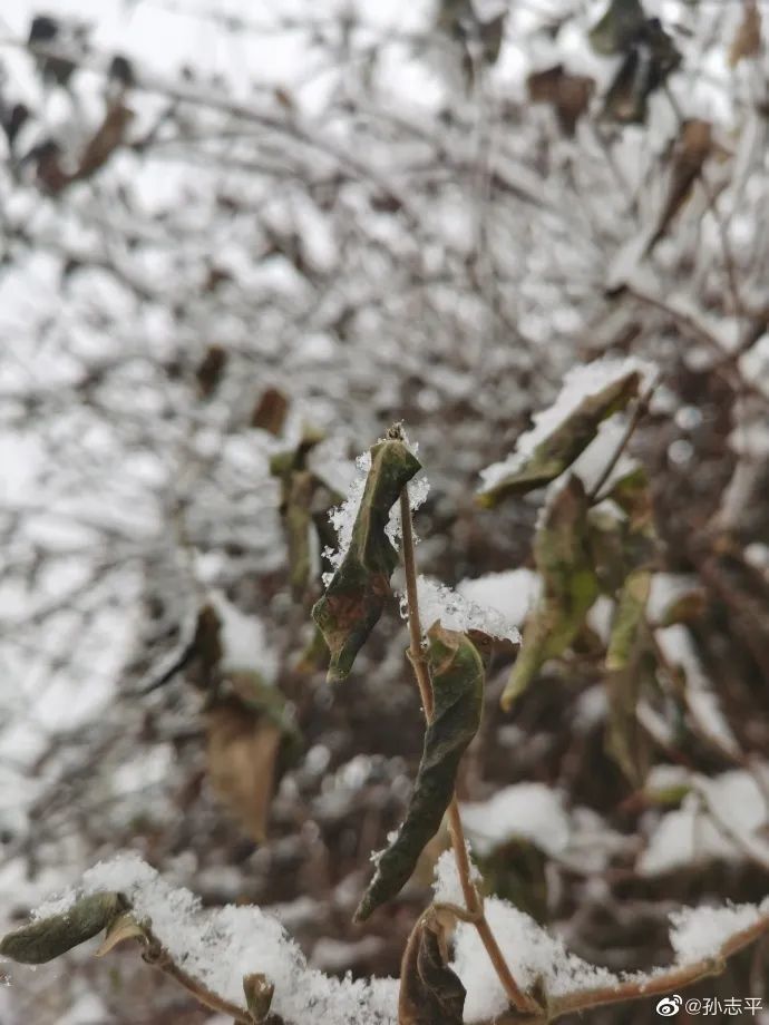 春雪，真的來了！薊州下雪了，天津市區(qū)還有戲嗎？