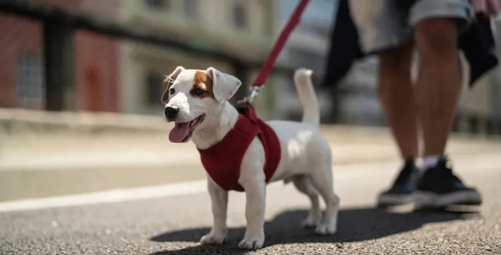 天津養(yǎng)犬人遛狗請注意！不栓繩將違反這項法規(guī)