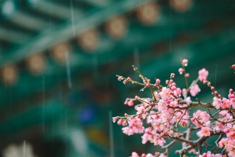 今日雨水，天津氣溫迎新變化！