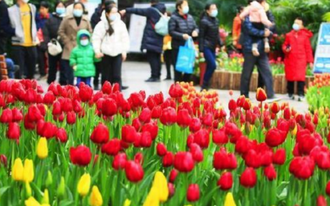 天津熱帶植物園郁金香文化旅游節(jié)開幕啦！