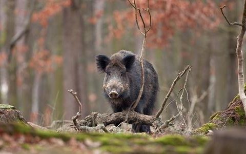 野生動物傷人也要管 我國研究部署防控綜合試點