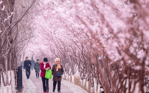 天津運河桃花節(jié)賞花攻略來了！達到這個人數(shù)將暫停入園