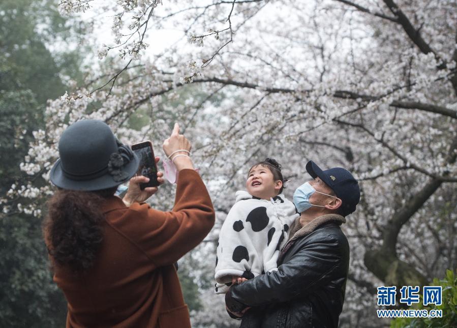 武漢大學(xué)開始接待預(yù)約游客賞櫻！