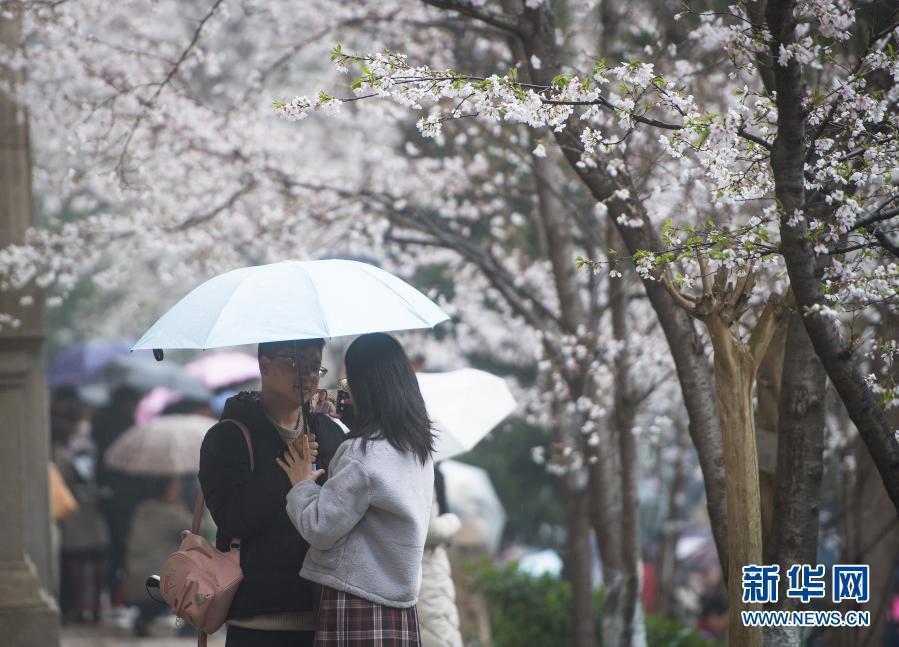 武漢大學(xué)開始接待預(yù)約游客賞櫻！