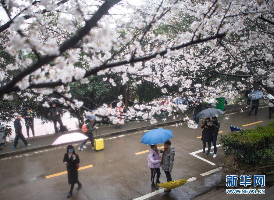 武漢大學(xué)開始接待預(yù)約游客賞櫻！