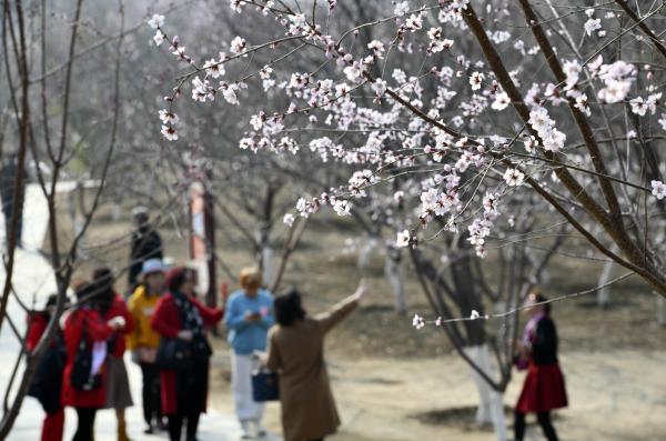 天津桃花開了！