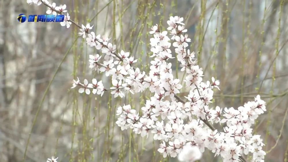 天津運河桃花節(jié)時間定了！就在這個月...三大亮點！速看！