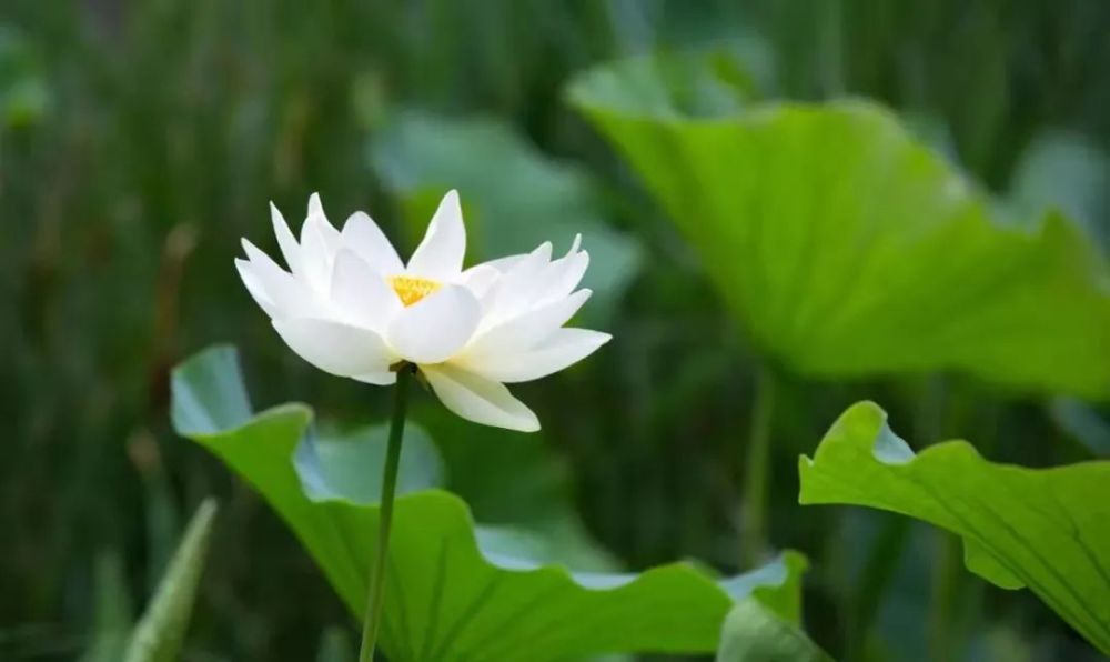 濱城賞花全攻略來咯！承包你一整年的心動瞬間！