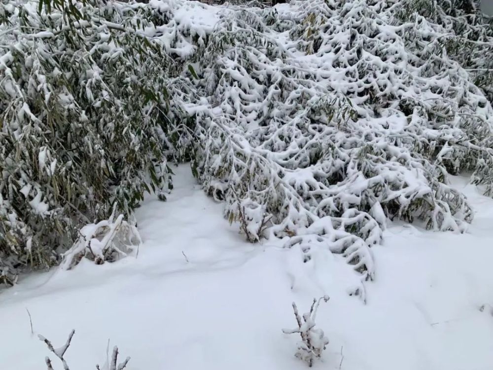 津城“雪”下一夜，今早出門(mén)要小心！