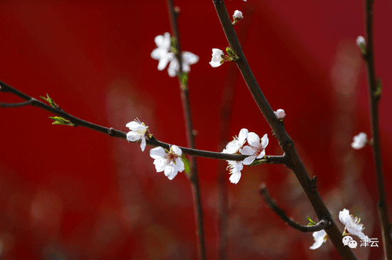 天津運(yùn)河桃花節(jié)賞花攻略來(lái)了！達(dá)到這個(gè)人數(shù)將暫停入園