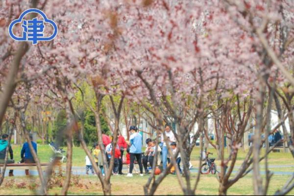 濱輕軌在此橫貫花海 “濱城”這個公園美爆了