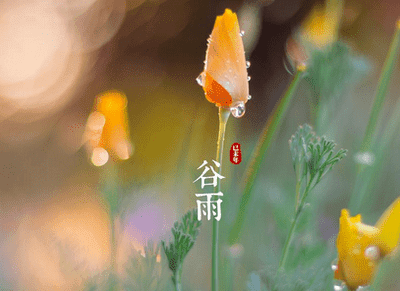 今日谷雨，吃什么又講究又健康又養(yǎng)生？天津人愛吃這口！