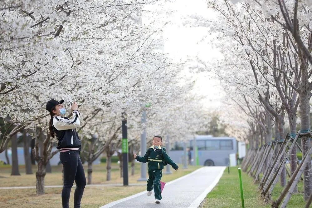 從海濱到湖泊、花海，濱海這些景區(qū)踏青正當時！