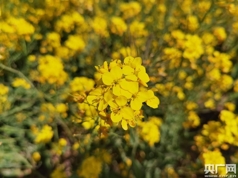 天津靜海首屆花田文化節(jié)開(kāi)幕 千畝油菜花開(kāi)迎賓客