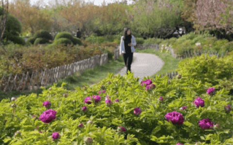 品國(guó)色，賞牡丹！天津泰達(dá)植物資源庫(kù)牡丹園正式開園