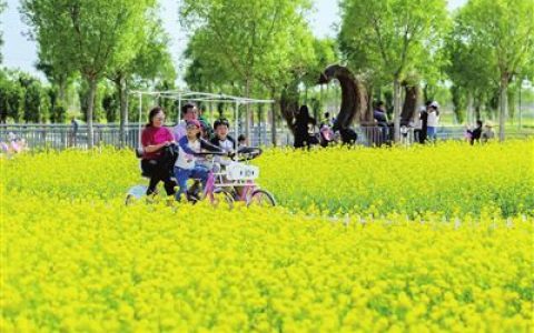 天津西青萬(wàn)畝油菜花田醉游人