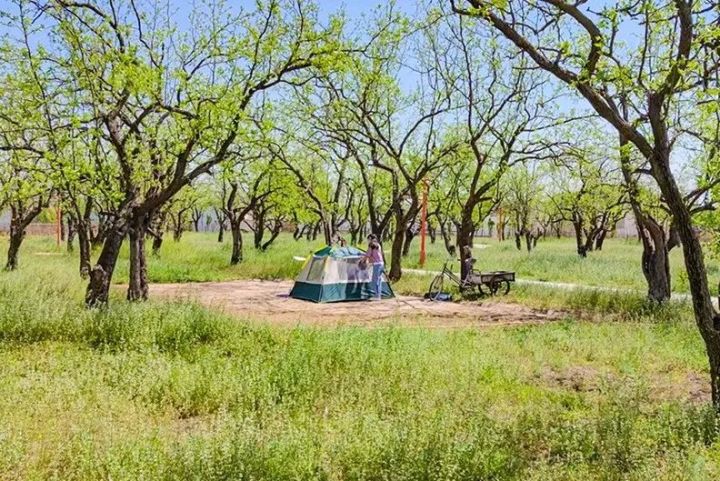 黨建、團建、營地教育、親友聚會……濱城古棗鄉(xiāng)居民宿歡迎您！