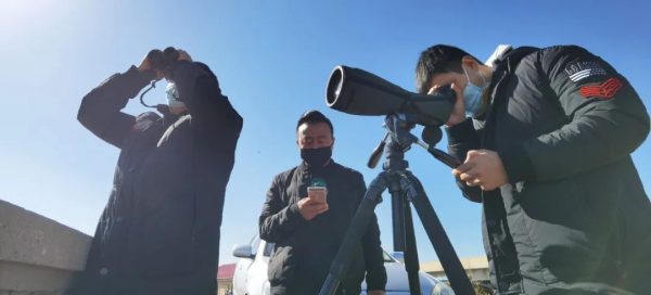 濱海沿海灘涂濕地遇見你——遺鷗